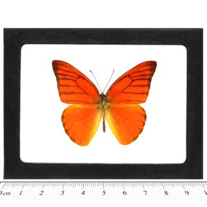 Appias nero One Real Butterfly Red Orange Ablatross Indonesia