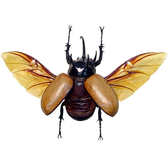 昆虫標本。 5 HORN RHINOCEROS BEETLE  . 昆虫標本。 5 HORN RHINOCEROS BEETLE . Rare Giant 5 Horn