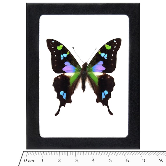 Graphium Weiskei Blue Black Purple Green Butterfly Papua New