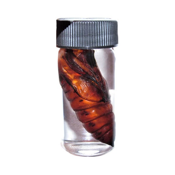 Acherontia atropos pupa silence of the lambs deaths head moth preserved cocoon wet specimen