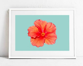 Op de afbeelding: Een enkele oranje hibiscusbloem met een gele kern tegen een lichtblauwe achtergrond.
