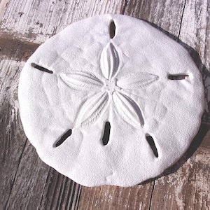May include: A white sand dollar with a star-shaped pattern in the center and five radial slits. The sand dollar is round and has a textured surface. The sand dollar is on a weathered wooden surface.