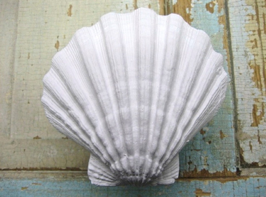 Large Shell Architectural Appliques Mouldings Furniture Onlays - Etsy