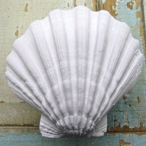 May include: A large, white, scallop shell with a textured surface. The shell has a fan-like shape with prominent ridges radiating from the center. The shell is a decorative item, possibly for coastal or nautical-themed decor.