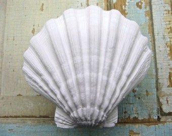 Large Shell Architectural Appliques Mouldings Furniture Onlays