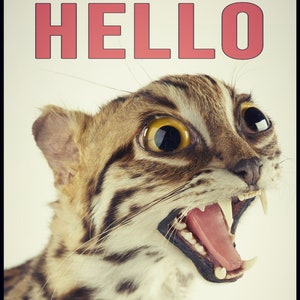 K&ouml;nnte beinhalten: Nahaufnahme eines Katzenkopfes mit offenem Maul, Z&auml;hnen und rosa Zunge. Die Katze hat gro&szlig;e gelbe Augen und ein braun-beige gemustertes Fell. Das Wort "HELLO" steht in rosa Buchstaben &uuml;ber der Katze.