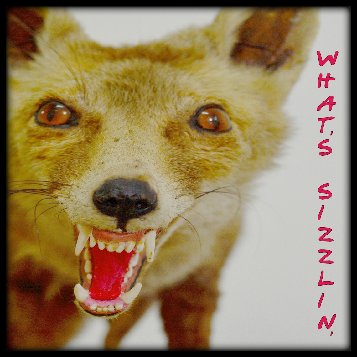 CALENDAR TAXIDERMY DISASTERS 2021 What the Hell Went Wrong Etsy