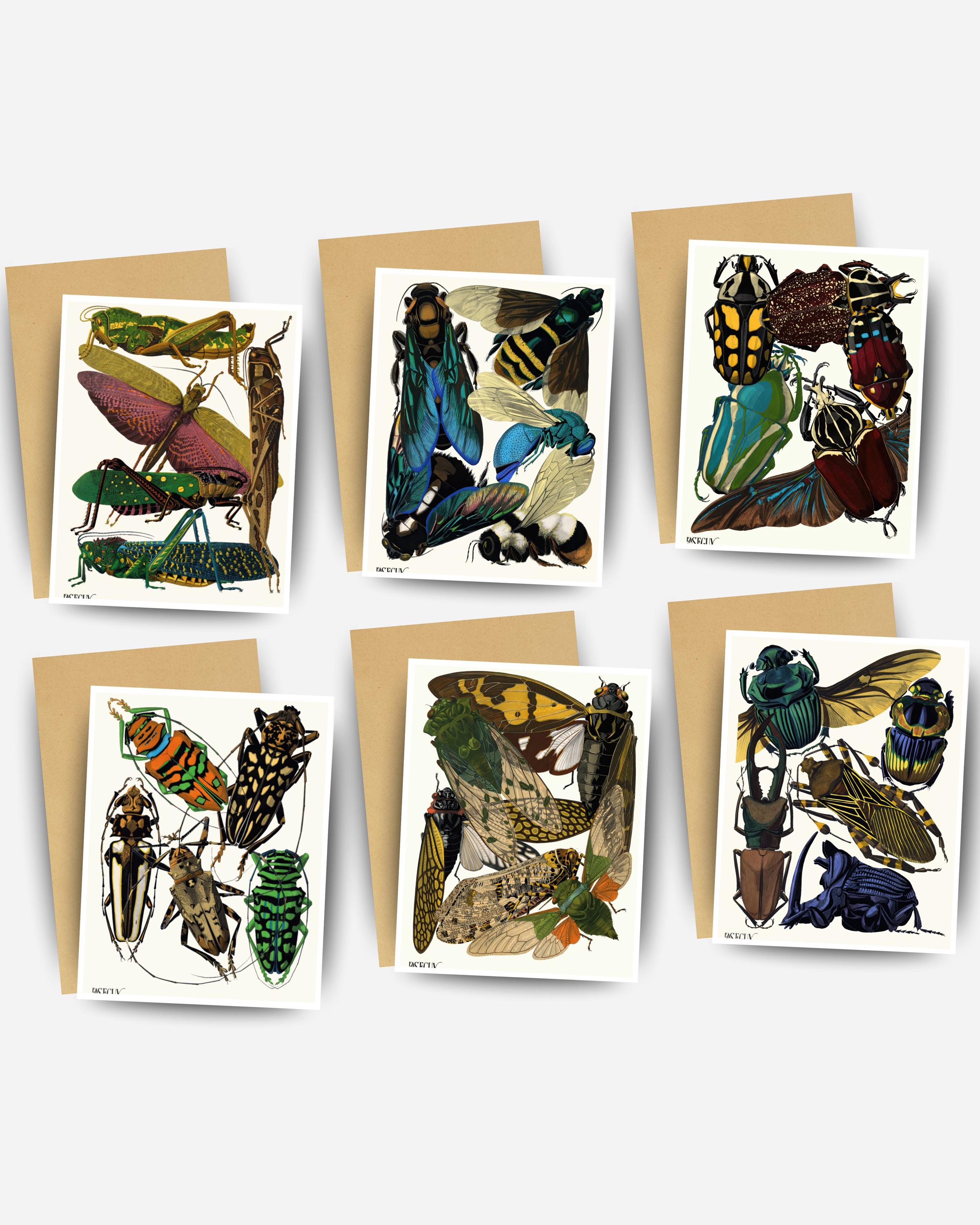 Vintage Insect Illustration Greeting Cards Set, Entomology Art, Beetle ...