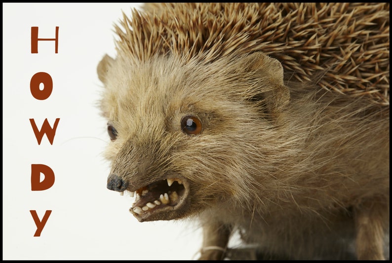 K&ouml;nnte beinhalten: Nahaufnahme eines Igels mit braunem Fell und scharfen Stacheln. Der Igel zeigt seine Z&auml;hne, mit dem Wort "HOWDY" in braunen Buchstaben auf der linken Seite des Bildes.