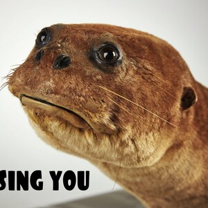 K&ouml;nnte beinhalten: Ein pr&auml;parierter Otterkopf mit braunem Fell und dunklen Augen. Der Text "MISSING YOU" wird in fetten, schwarzen Buchstaben am unteren Rand des Bildes angezeigt. Die Schnurrhaare und Gesichtsz&uuml;ge des Otters sind deutlich sichtbar.