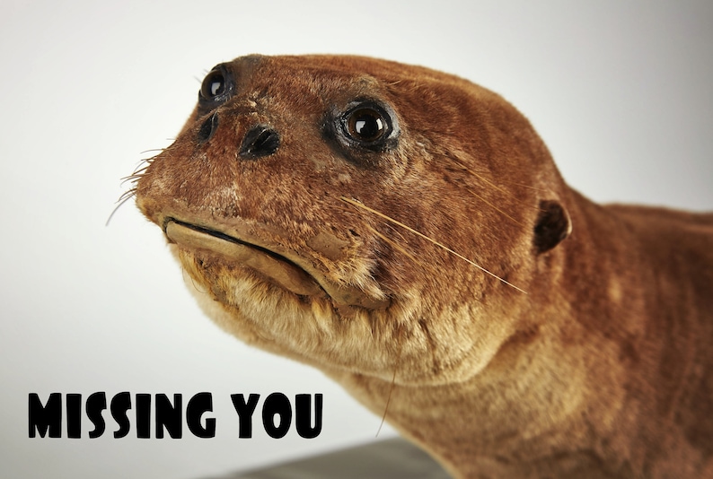 K&ouml;nnte beinhalten: Ein pr&auml;parierter Otterkopf mit braunem Fell und dunklen Augen. Der Text "MISSING YOU" wird in fetten, schwarzen Buchstaben am unteren Rand des Bildes angezeigt. Die Schnurrhaare und Gesichtsz&uuml;ge des Otters sind deutlich sichtbar.