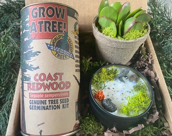 SASQUATCH CANDLE/Grow Your Own Redwood Tree/ Bigfoot Gift Box/Gift for Nature Lover/Outdoors/John Muir/Mountains Calling/Hiker Gift/Camping