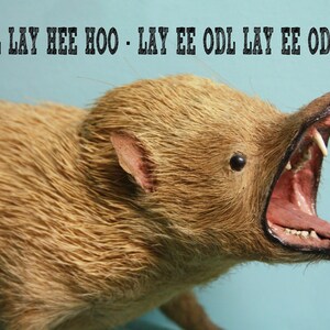 K&ouml;nnte beinhalten: Ein ausgestopftes Tier mit braunem Fell und offenem Maul, das scharfe Z&auml;hne zeigt. Das Tier hat einen rosa Mund und Ohren sowie ein schwarzes Auge. &Uuml;ber dem Tier steht der Text "YODEL LAY HEE HOO - LAY EE ODL LAY EE ODL - OO".