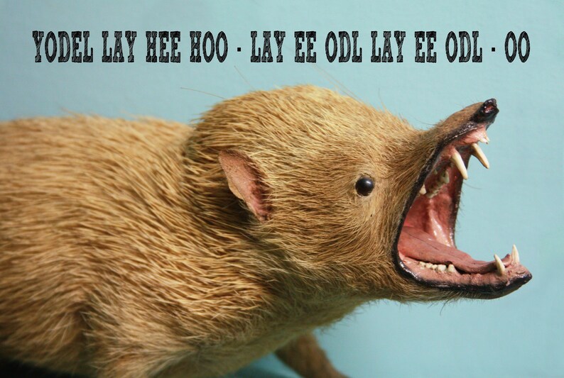 K&ouml;nnte beinhalten: Ein ausgestopftes Tier mit braunem Fell und offenem Maul, das scharfe Z&auml;hne zeigt. Das Tier hat einen rosa Mund und Ohren sowie ein schwarzes Auge. &Uuml;ber dem Tier steht der Text "YODEL LAY HEE HOO - LAY EE ODL LAY EE ODL - OO".