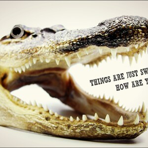 K&ouml;nnte beinhalten: Nahaufnahme eines ge&ouml;ffneten Alligatormauls mit scharfen Z&auml;hnen und strukturierter Haut. Der Text "THINGS ARE JUST SWELL HERE. HOW ARE YOU?" ist auf der rechten Seite des Bildes aufgedruckt.