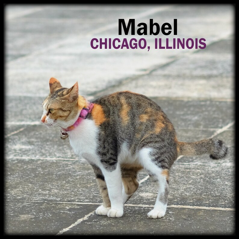 CRAPPING CATS CALENDAR 2021 Wall Calendar 12 Pooping Cats Etsy