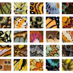 Butterfly Greeting Cards