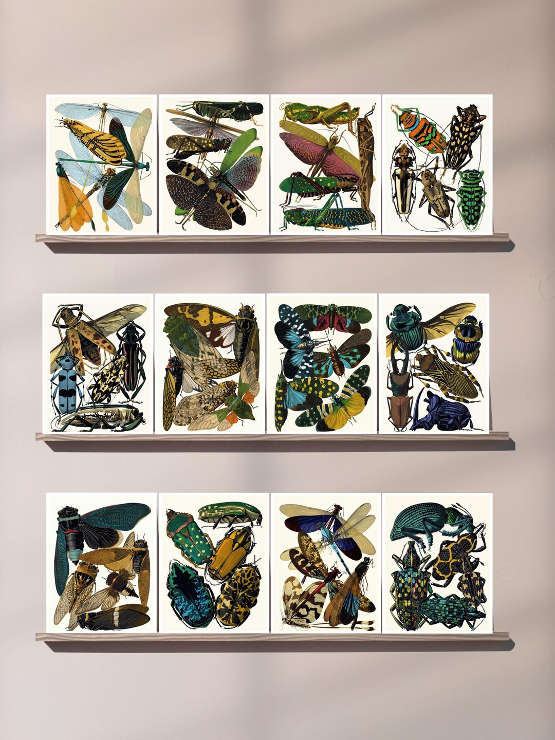 Vintage Insect Illustration Greeting Cards Set, Entomology Art, Beetle ...