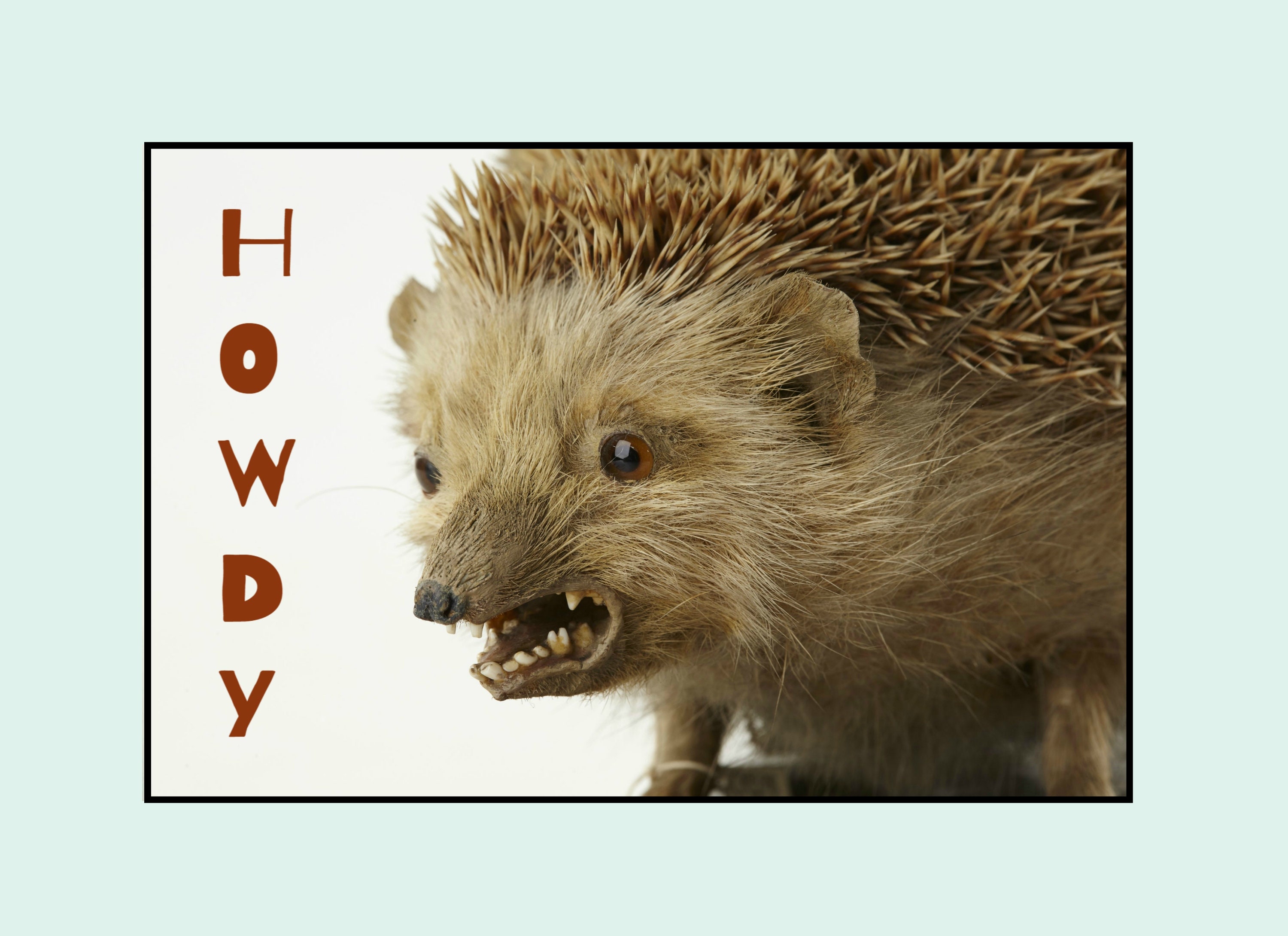 TAXIDERMY DISASTER POSTCARD Set of 10 Tragically Hilarious Bad Etsy
