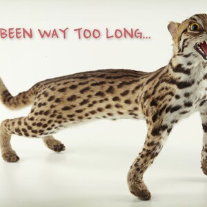 K&ouml;nnte beinhalten: Ein pr&auml;parierter Margay-Kater mit geflecktem Fell und offenem Maul, das seine Z&auml;hne zeigt. Das Bild enth&auml;lt den Text "IT'S BEEN WAY TOO LONG..." in Rot, vor wei&szlig;em Hintergrund. Die Katze befindet sich in einer dynamischen Pose.