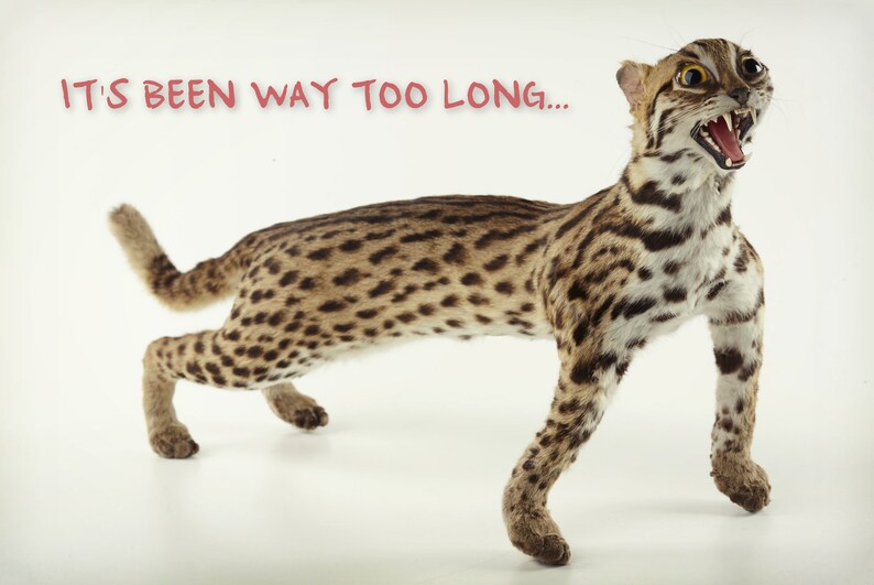 K&ouml;nnte beinhalten: Ein pr&auml;parierter Margay-Kater mit geflecktem Fell und offenem Maul, das seine Z&auml;hne zeigt. Das Bild enth&auml;lt den Text "IT'S BEEN WAY TOO LONG..." in Rot, vor wei&szlig;em Hintergrund. Die Katze befindet sich in einer dynamischen Pose.