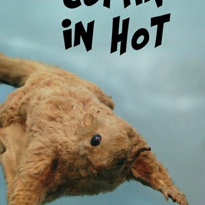 K&ouml;nnte beinhalten: Ein pr&auml;pariertes Gleith&ouml;rnchen mit hellbraunem Fell und dunklen Augen vor einem hellblauen Hintergrund. Der Text "COMIN' IN HOT" steht in fetten schwarzen Buchstaben &uuml;ber dem Eichh&ouml;rnchen.