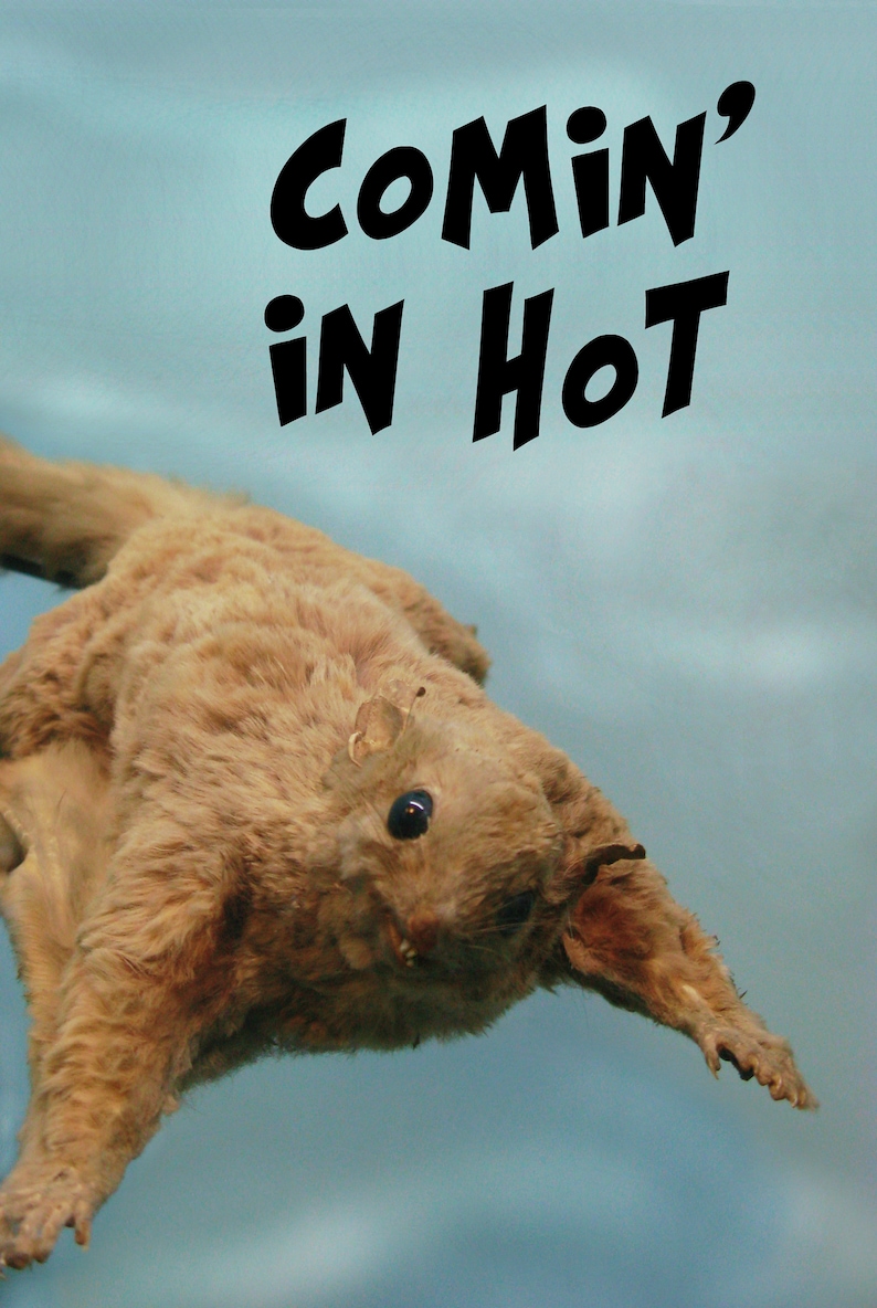 K&ouml;nnte beinhalten: Ein pr&auml;pariertes Gleith&ouml;rnchen mit hellbraunem Fell und dunklen Augen vor einem hellblauen Hintergrund. Der Text "COMIN' IN HOT" steht in fetten schwarzen Buchstaben &uuml;ber dem Eichh&ouml;rnchen.