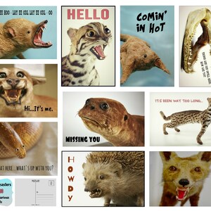 K&ouml;nnte beinhalten: Ein Set von zehn "Taxidermy Disasters" Postkarten mit humorvollen Bildern von schlecht pr&auml;parierten Tieren. Jede Karte zeigt ein anderes Tier mit einem lustigen Text, wie "HELLO" oder "COMIN' IN HOT".