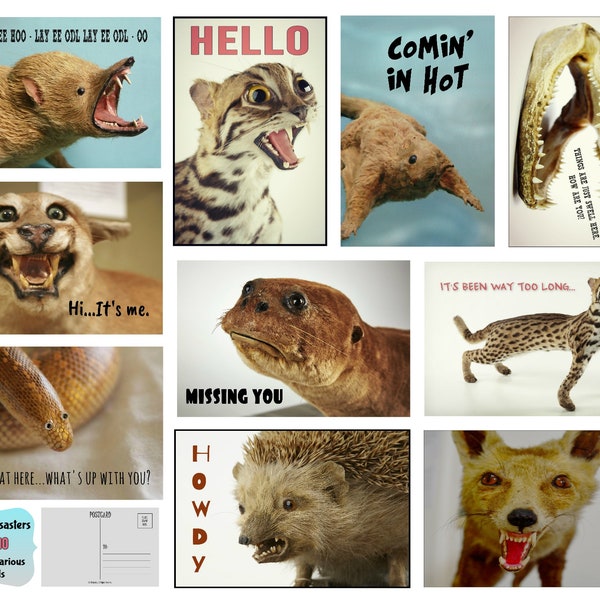 TAXIDERMY DISASTER POSTCARD Set of 10 Tragically Hilarious Taxidermy Cards. Funny Greeting Card, Thank You Card, Thinking of You, Notecards