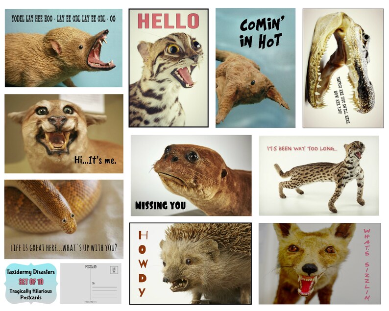 K&ouml;nnte beinhalten: Ein Set von zehn "Taxidermy Disasters" Postkarten mit humorvollen Bildern von schlecht pr&auml;parierten Tieren. Jede Karte zeigt ein anderes Tier mit einem lustigen Text, wie "HELLO" oder "COMIN' IN HOT".