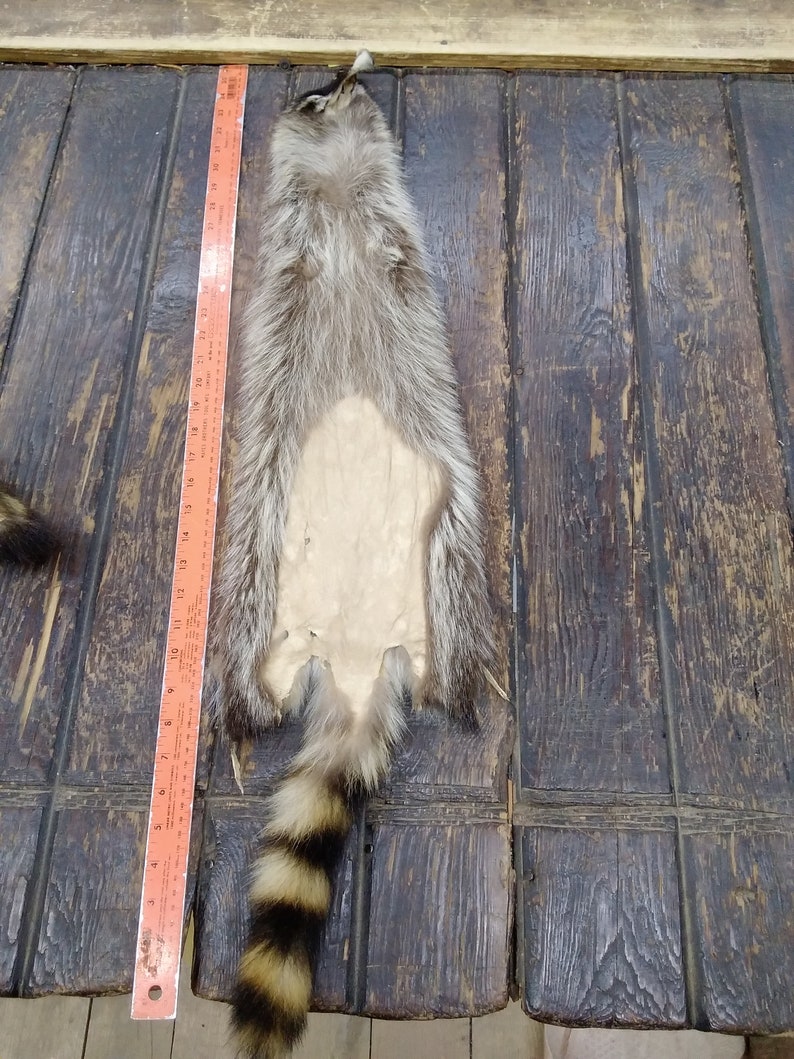 Racoon hide 7*36 fur hide