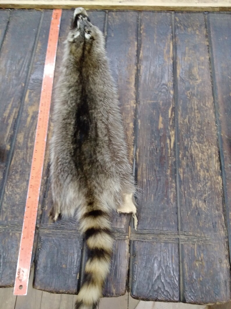 Racoon hide 7*36 fur hide