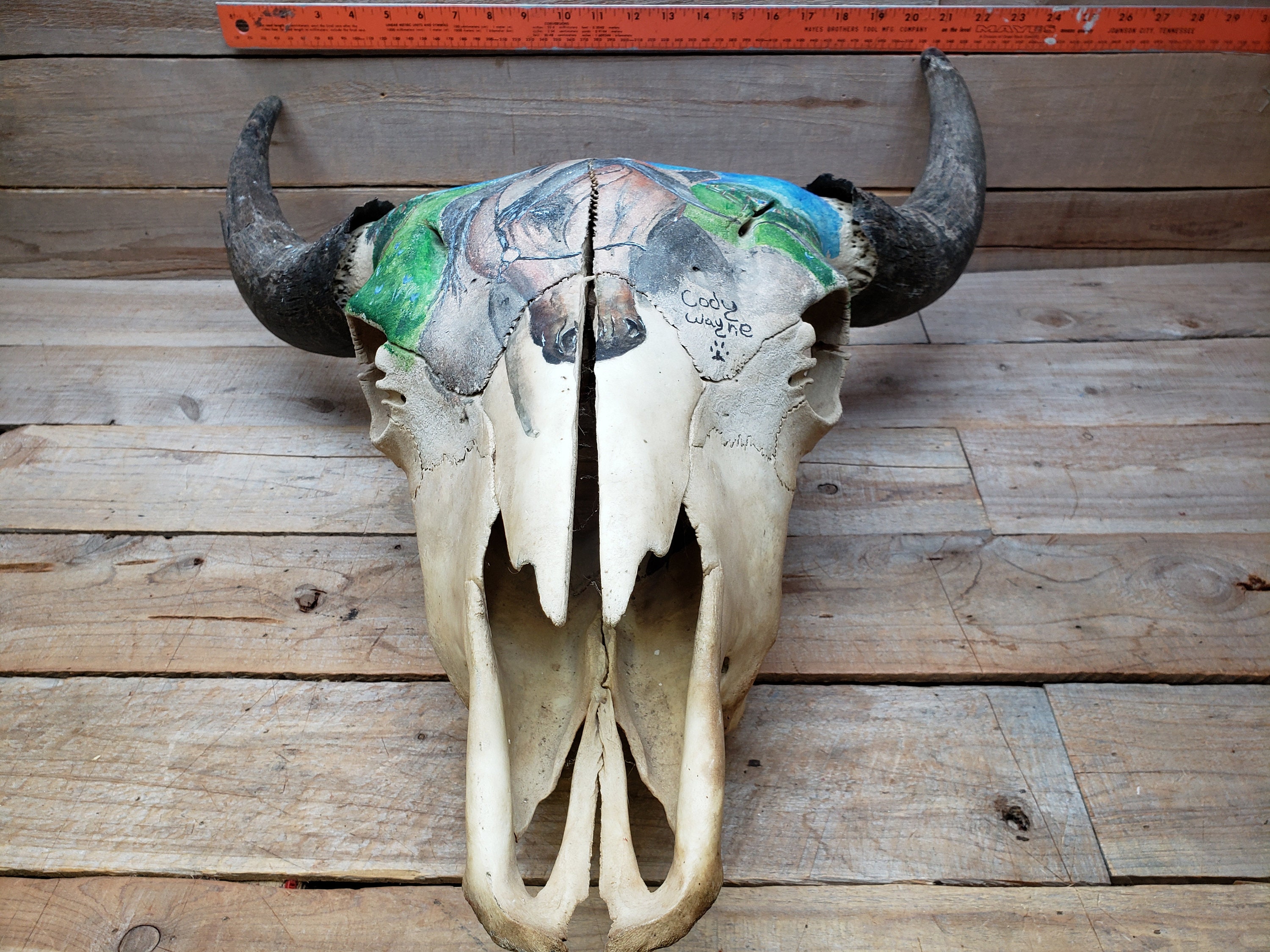 Buffalo Bison Skull nice PAINTED Skull by Cody Etsy UK