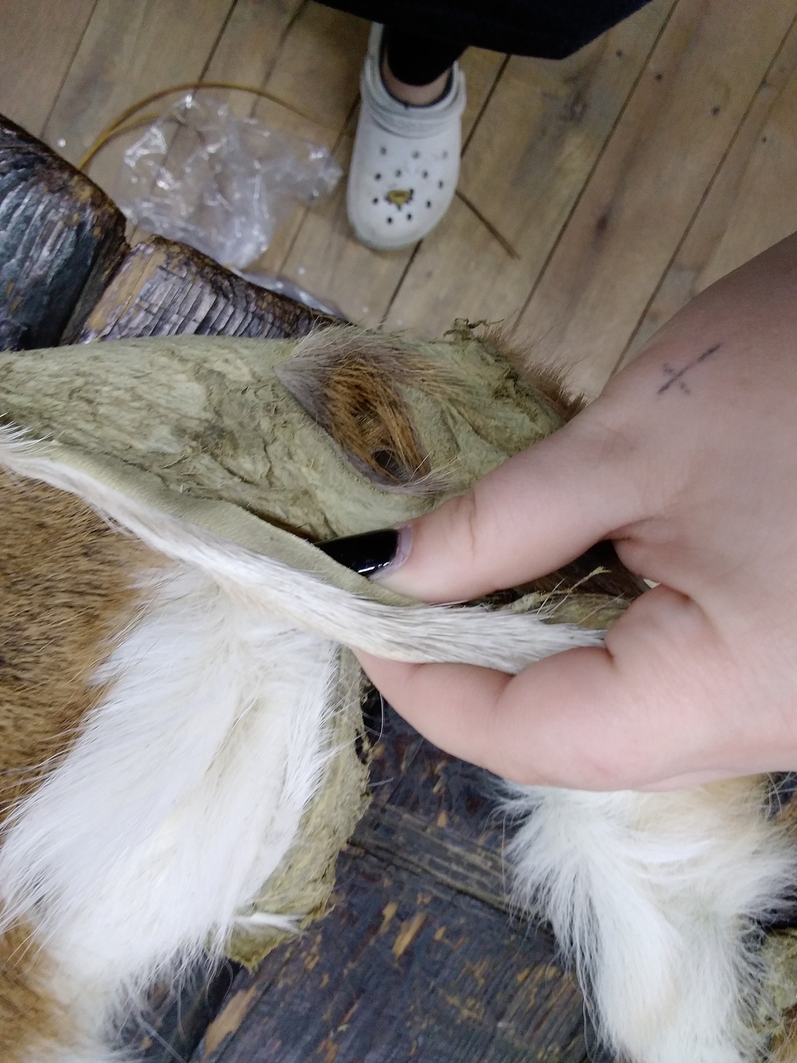 Hairon Deer Hide / Buckskin hide / FrontR26 Etsy
