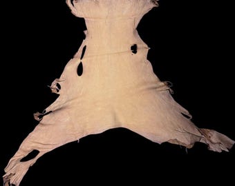 May include: A tanned, light brown animal hide against a black background. The hide is irregularly shaped with several holes and torn edges, suggesting it is natural and unprocessed. The texture appears soft and pliable.