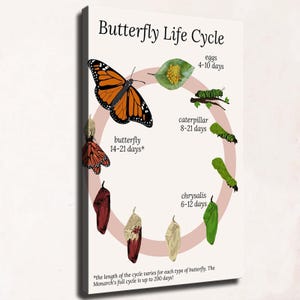 Quadro didattico su tela con ciclo vitale della farfalla, infografica sulla biologia della farfalla monarca, poster per la cameretta dei bambini, ideale per l'homeschooling e la classe. Pronto da appendere.