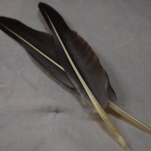 Two Handcut Quills