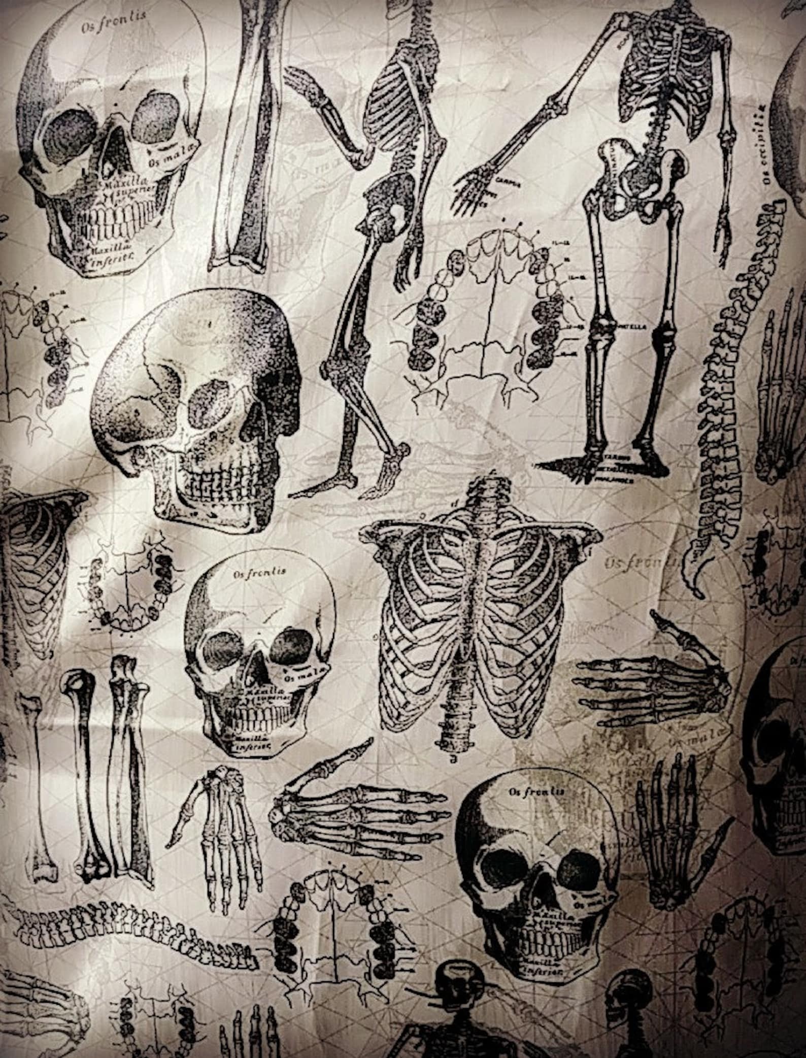 anatomy 