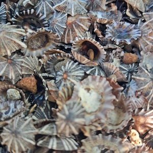 May include: Close-up of a collection of small, fan-shaped seashells. The shells display a range of colors, including brown, tan, and white, with radial patterns. Some shells have a textured, ridged appearance, while others appear smooth. The image is a macro shot.
