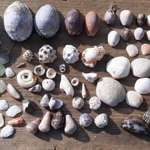 Assorted variety mix Hawaiian sea shells and beach glass from Kauai perfect for jewelry making and mix art media mosiac collage