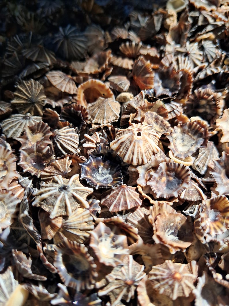 Fan Sea Shells 100 Assorted Opihi Awa Shells Limpets Seashells Supply for Jewelry ...