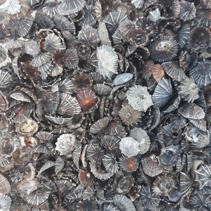 May include: A collection of small, fan-shaped seashells in shades of gray, brown, and white. The shells have a radial pattern and are densely packed together, creating a textured surface. The overall appearance is natural and organic.