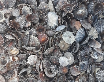 May include: A collection of small, fan-shaped seashells in shades of gray, brown, and white. The shells have a radial pattern and are densely packed together, creating a textured surface. The overall appearance is natural and organic.