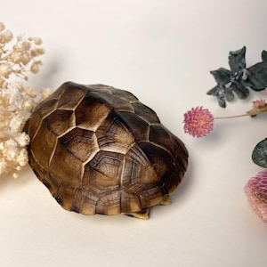 May include: A brown and black patterned tortoise shell with a textured, segmented surface. The shell is positioned between a cluster of dried white baby's breath flowers on the left and a sprig of green eucalyptus with pink flowers on the right.