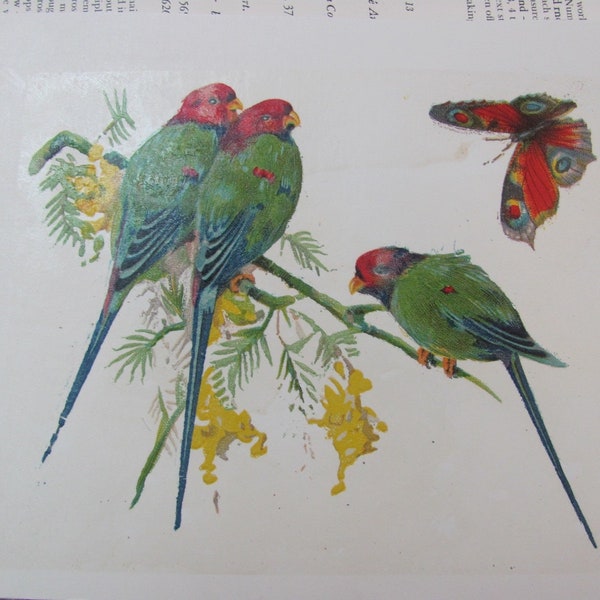 Circa 1920's - Parrots // Image Transfer for Wood Tile Furniture 5" x 6.5" // Original Antique Not Reproduction Not Waterslide