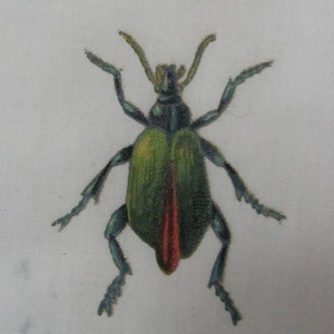 Op de afbeelding: Een groene en rode kever met lange poten en antennes. De kever is geschilderd op een wit doek.
