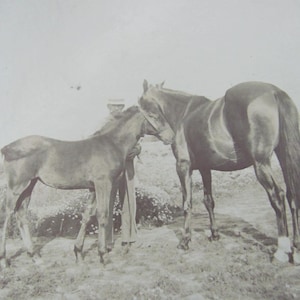 Original Photograph Antique // Photo of 2 Horses // RPPC CDV Cabinet Card Early Century Photography - Others to choose from