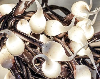 Vanilla Bean Hand Dipped LED String Lights 35 ct. Light Strand