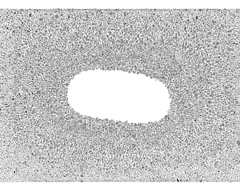 Small things, art print, black ink drawing