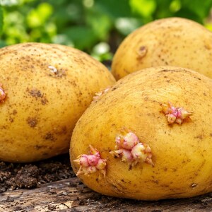 May include: Three raw, golden-yellow potatoes with visible brown spots and small, pinkish-white sprouts emerging from their skins. The potatoes are resting on a weathered wooden surface with dark soil visible nearby.